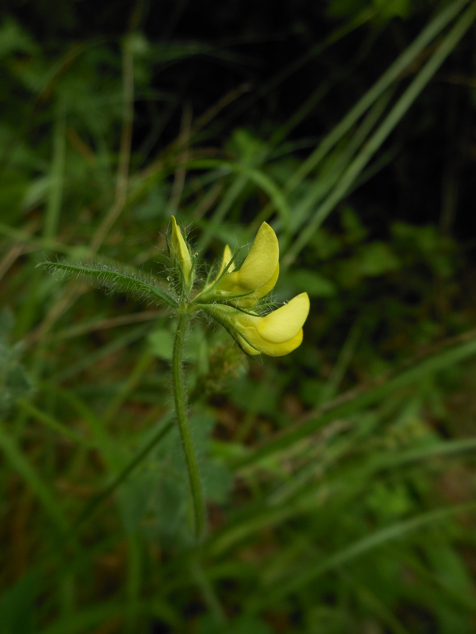 Lotus preslii Ten. / Ginestrino